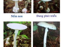 Nấm độc ở Việt Nam